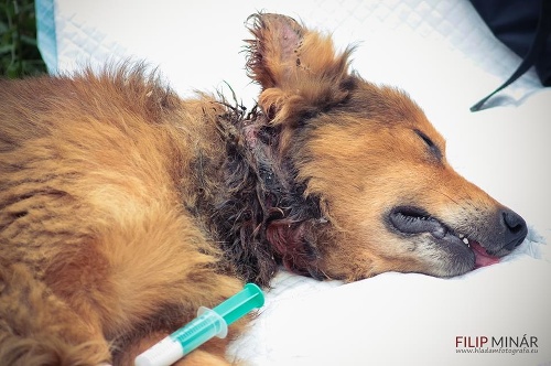 Rukami česko-slovenskej kastračnej nadácie prešli 4 psíkovia, ktorí mali drôt vrastený do krku a boli zachránení v poslednej chvíli. 