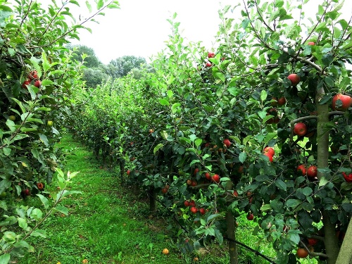 Na farme v Sedliskách práve dozrievajú jablká.