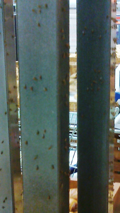 Zo Simoniných fotografií je jasné, že regále neďaleko oddelenia s pečivom sú pokryté drobným hmyzom.