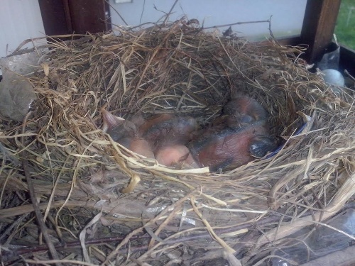 Vtáčatá tesne po narodení.