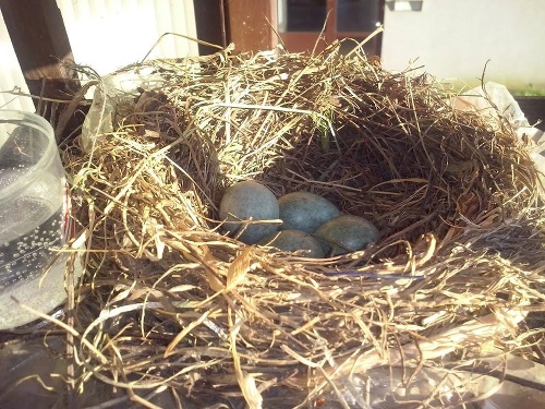 Pri pohľade na vajíčka, celá rodina čakala, kedy sa z nich vyliahne maličké potomstvo.