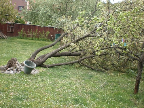 Po aprílovej víchrici plánovala rodinku strom spíliť.