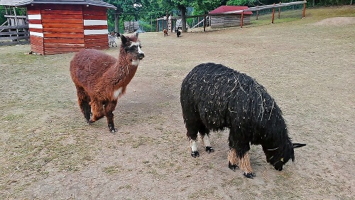 Aha, aha, fotia nás! rýchlo sa uprav!