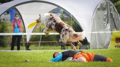 Na Czech DiscDog Championship 2014 v Brne predviedli aj over (preskok cez telo psovoda). 