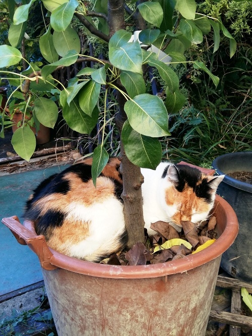 Micinka je podľa veterinárov absolútne zdravá a v dobrej kondícii.