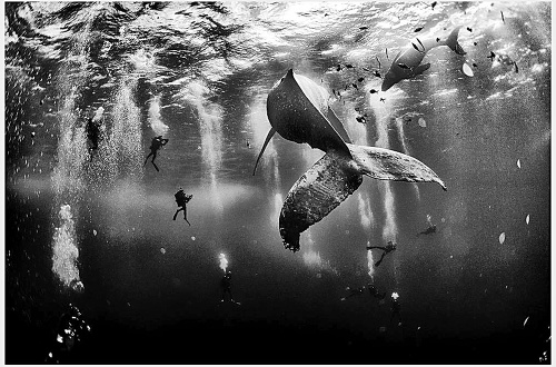 1. Anuar Patjane (Mexiko): Víťaznou fotkou sa stala čiernobiela momentka s veľrybou a jej mláďatkom, okolo ktorých plávala hŕstka potápačov.