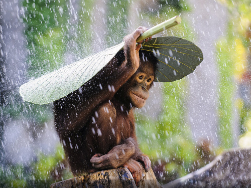 Orangutan v daždi.