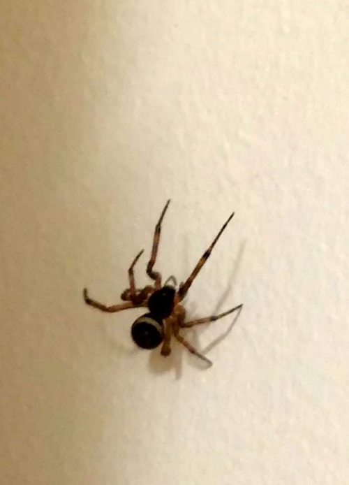 Tento pavúk je mimoriadne nebezpečný.