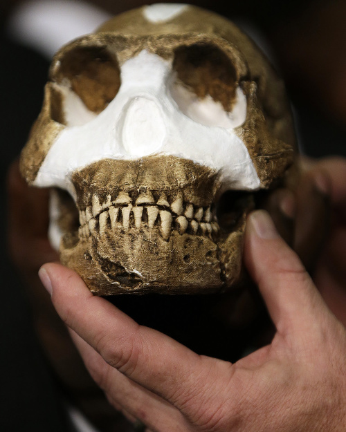 Zrekonštruovaná lebka človeka Homo naledi.