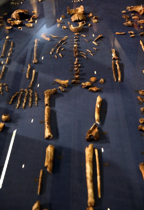 Pozostatky človeka druhu Homo naledi.