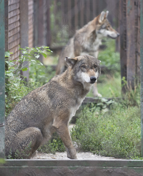 Výbeh pre vlkov európskych v bratislavskej ZOO je už nevyhovujúci.