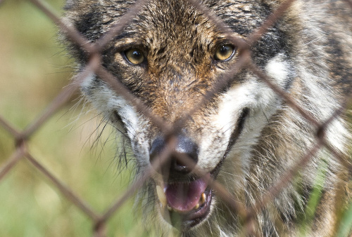 Na fotke vlk európsky v bratislavskej ZOO.