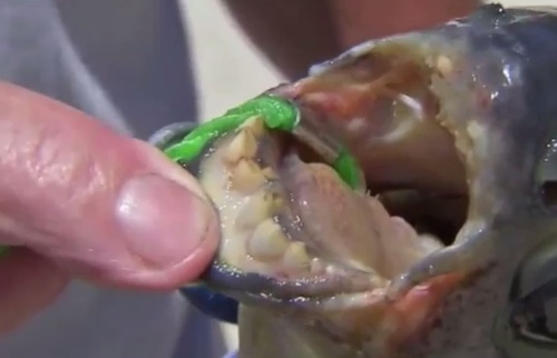 Ryba pacu má zuby ako ľudské.