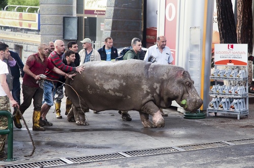 Ľudia pomáhajú hrochovi, ktorý ušiel zo zaplavenej zoologickej záhrady v gruzínskom Tbilisi.