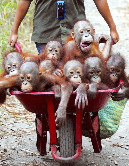 Orangutaním nezbedníkom sa tento školský autobus zapáčil natoľko, že odteraz do triedy po svojich teda už asi neprídu.