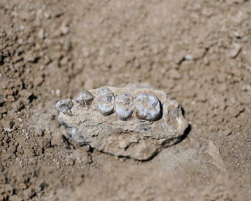 Z Australopitheca deyiremeda sa zachovala časť sánky a zuby.
