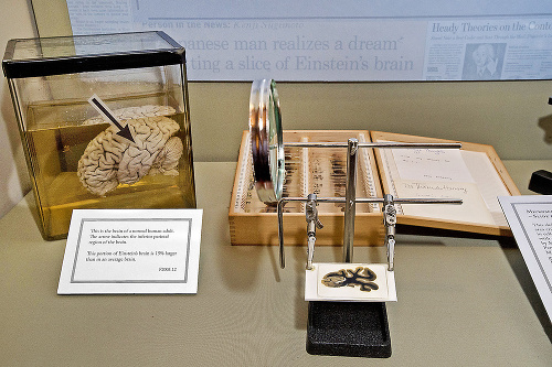 Vzorky géniovho mozgu nájdete v múzeu v Pensylvánii. 