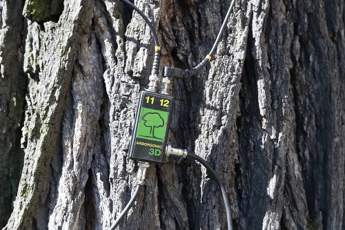 Výskumníci sledovali reakcie  a stav vo vnútri stromu poklepaním kladivkom  po snímačoch.