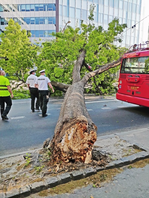 Stromy s koreňmi pod asfaltom sa ťažko kontrolujú.