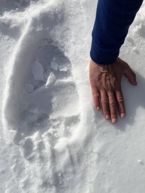 V snehu bolo možné pred časom nájsť aj medvediu stopu.
