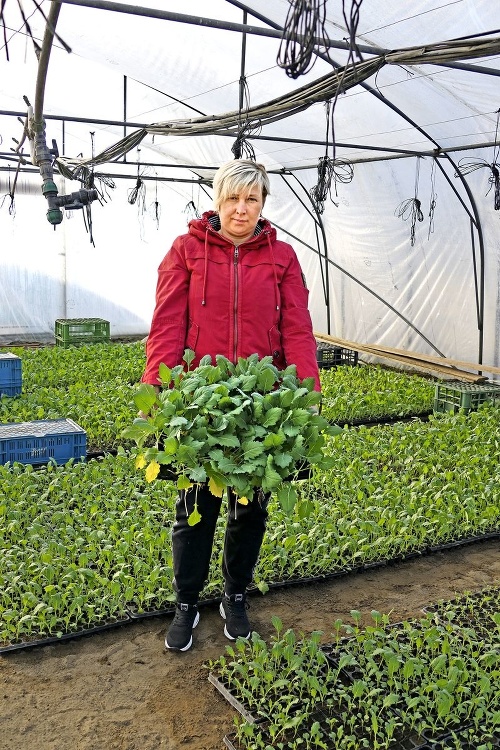 Henrieta sa pestovaniu chutnej zeleniny a byliniek venuje už 20 rokov.
