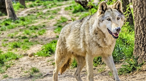 Vlk v Dolnom Smokovci prenasledoval jelenča, na ktoré vzápätí zaútočil. 