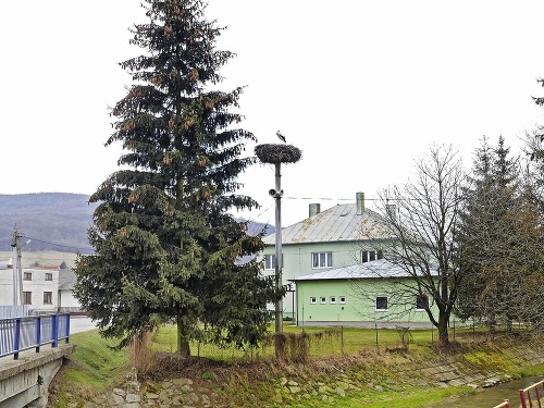 Bocian hniezdi na stĺpe v centre dediny neďaleko obecného úradu.