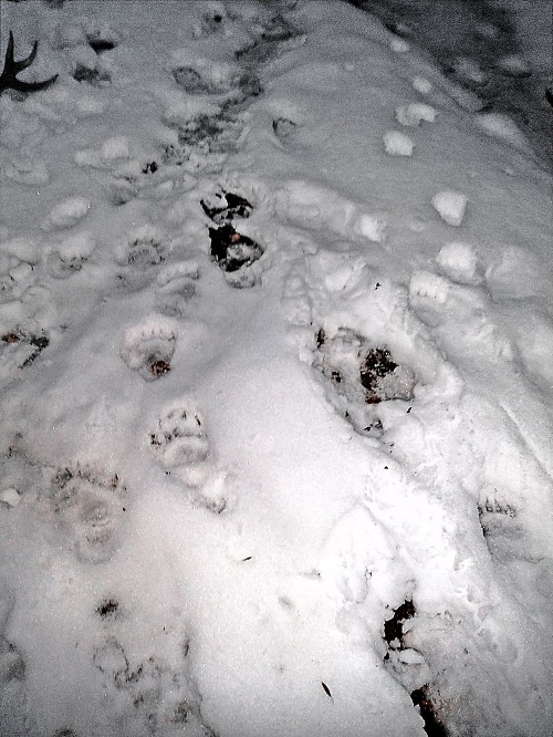 V okolí Trnavej Hory sa už objavujú stopy medveďa v snehu.