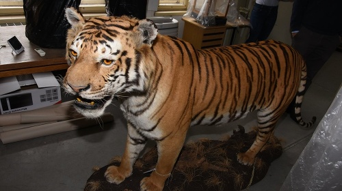 Tigra vystavoval vo svojom dome. 