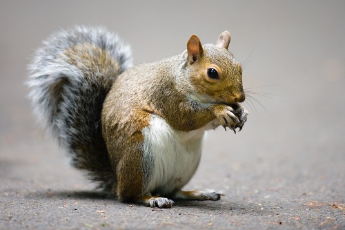 Bizarná záchranná akcia veveričky (ilustračné foto)