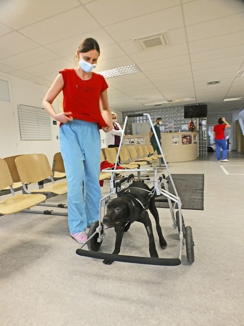 Prvé kroky: Amorkovi na veterinárnej klinike pomáha doktorka Mária Kurucová.