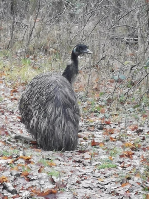 Emu sa vybral na prechádzku.