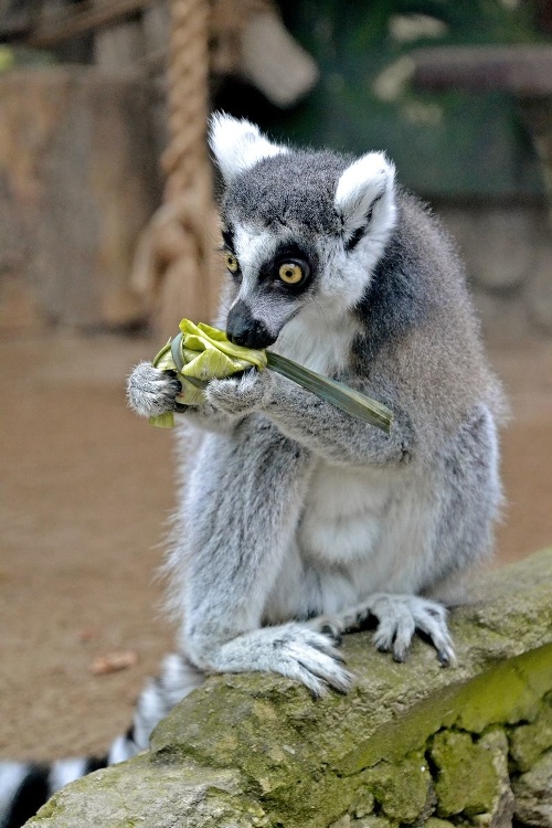 Lemur Riško si na starostlivo zabalenej dobrote pochutil.