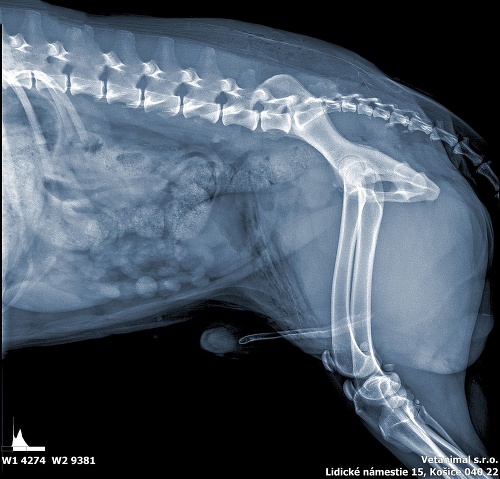 Na röntgenovej snímke vyhotovenej veterinárom vidno zdeformované tkanivo po priestrele.