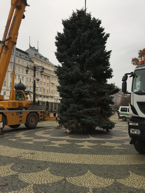 Osadenie vianočného stromu na Hviezdoslavovom námestí: Strom je 10 metrov vysoký 40 rokov starý a pochádza z Gruzínskej ulice v Ružinove.