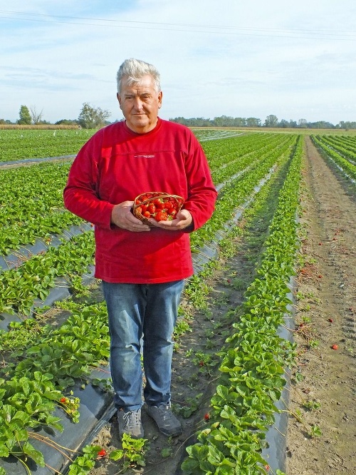 Pavol sa venuje pestovaniu jahôd už niekoľko rokov.