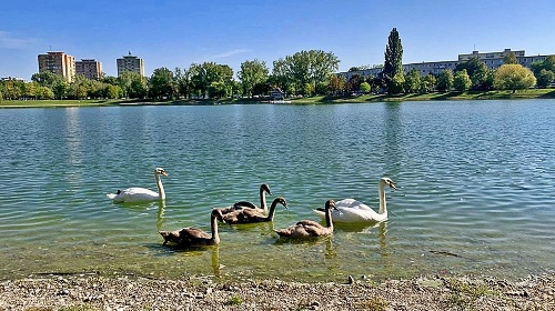 5.9.2020 - Aj druhý labutí pár s operenými detičkami patril k ozdobám jazera. 