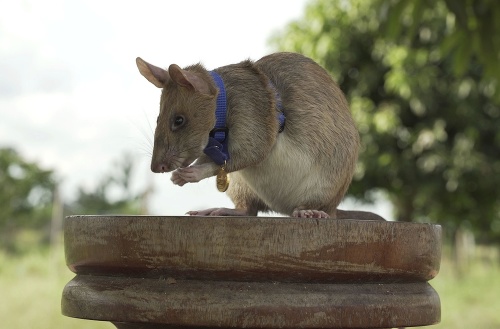 Africký potkan menom Magawa, špeciálne vycvičený na hľadanie nášľapných mín.