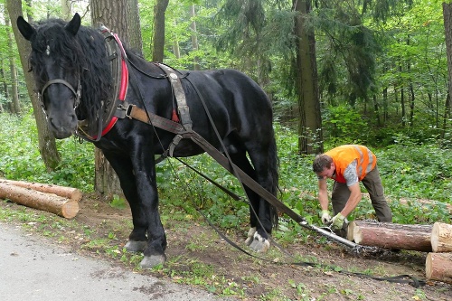 Kone z Hričovského Podhradia pomáhajú odpratávať stromy.