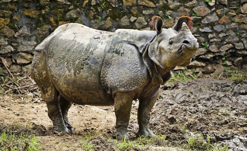 Vlani zomrel posledný samec nosorožca sumatrianskeho.