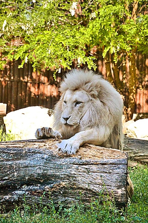 Lev juhoafrický