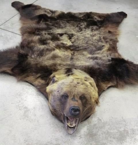 V balíku našli medvediu kožu. 