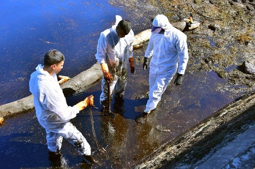 Dobrovoľníci sa snažia ropu odstrániť a zachrániť, čo sa dá.