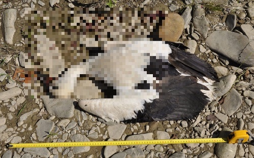 Niekto brutálnym spôsobom usmrtil bociana bieleho, ktorý je chráneným druhom.