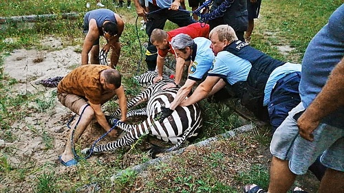 12. 8. 2020 19.45 hod.: Statné exotické zviera pacifikovali policajti aj hasiči.