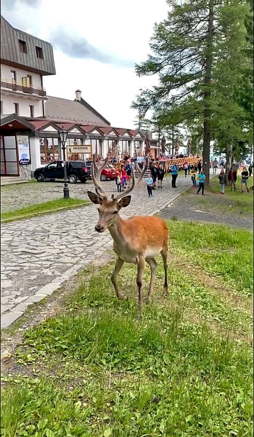 Hrebienok - Jeleň sa promenáduje medzi desiatkami turistov.