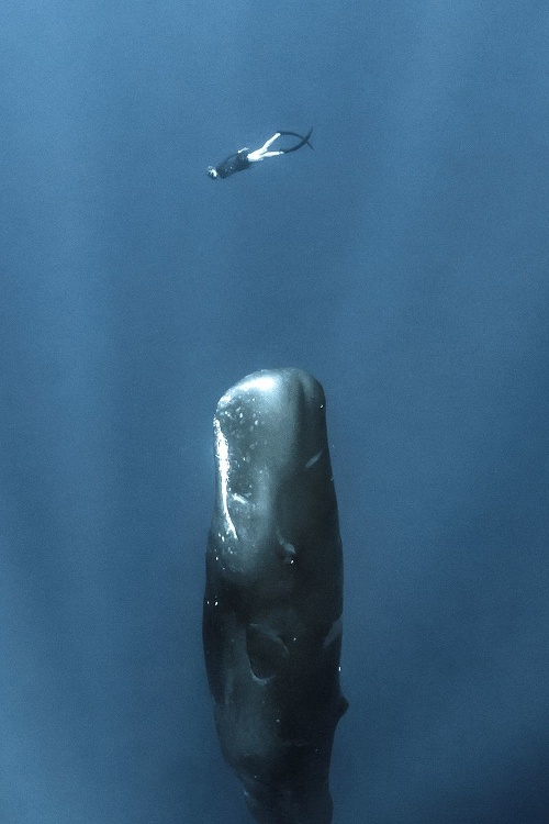 Vorvaň tuponosý: Tohto dravého morského cicavca preslávil najmä román Biela veľryba. 