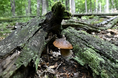 Najznámejšia jedlá huba Slovenska - hríb dubový (Boletus reticulatus).