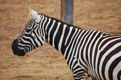 Bojnická zoologická záhrada získala chovný pár zebier bezhrivých.
