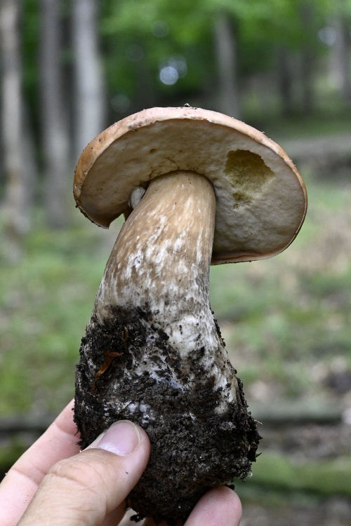 Najznámejšia jedlá huba Slovenska - hríb dubový (Boletus reticulatus) v lese pri obci Kálnica v okrese Nové Mesto nad Váhom 